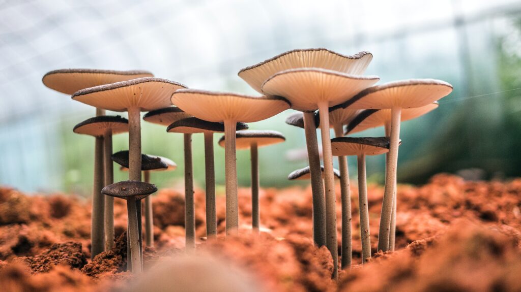 Comment faire pousser des champignons ?