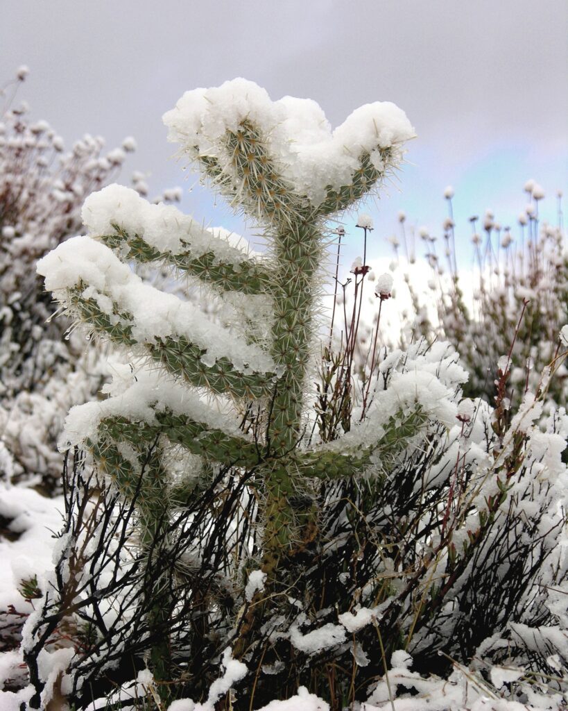 Un cactus de jardin sous la neige et qui semble bien résister au froid et a la gelé