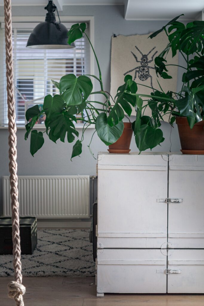 Plantes d’intérieur vertes dans des pots en terre cuite posées sur un meuble en bois de couleur blanche à côté d’une fenêtre