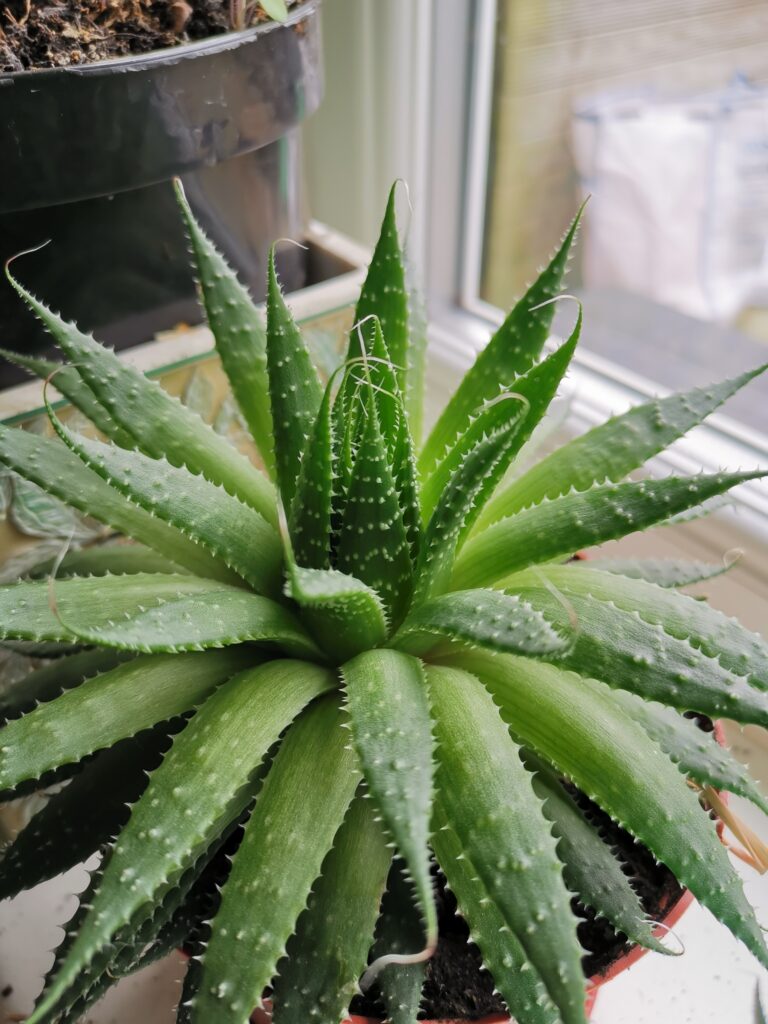 Plante d'Aloe vera dans un pot mise sur une table près de la fenêtre