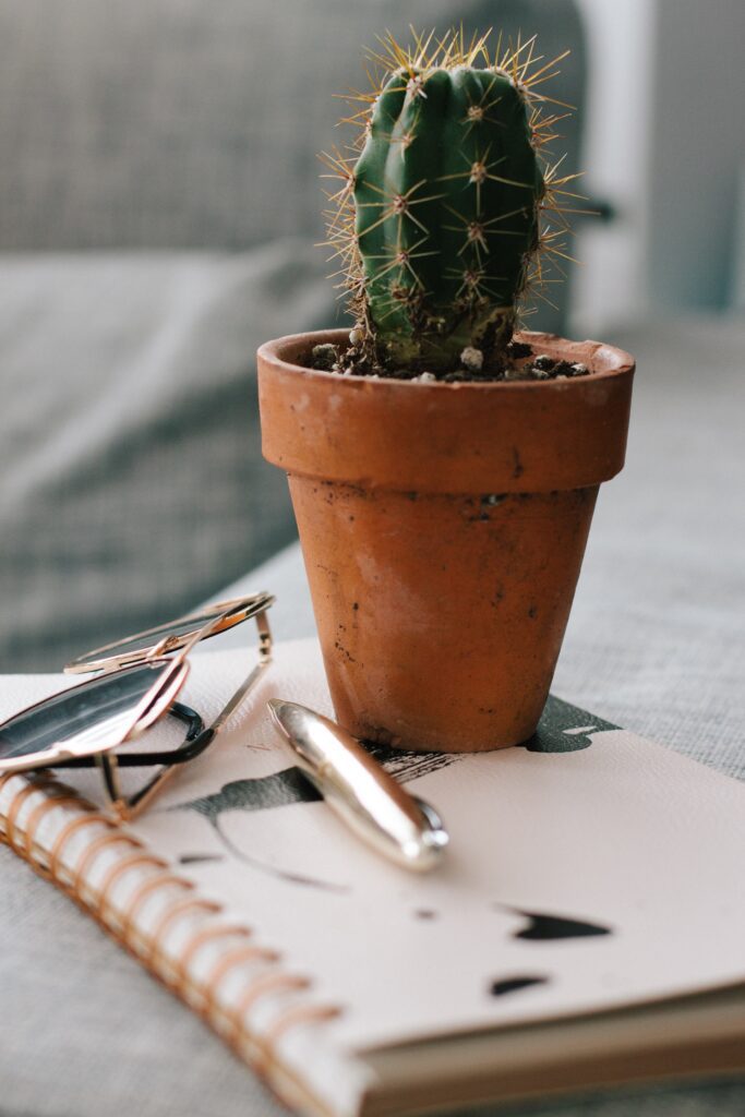 cactus sur bureau