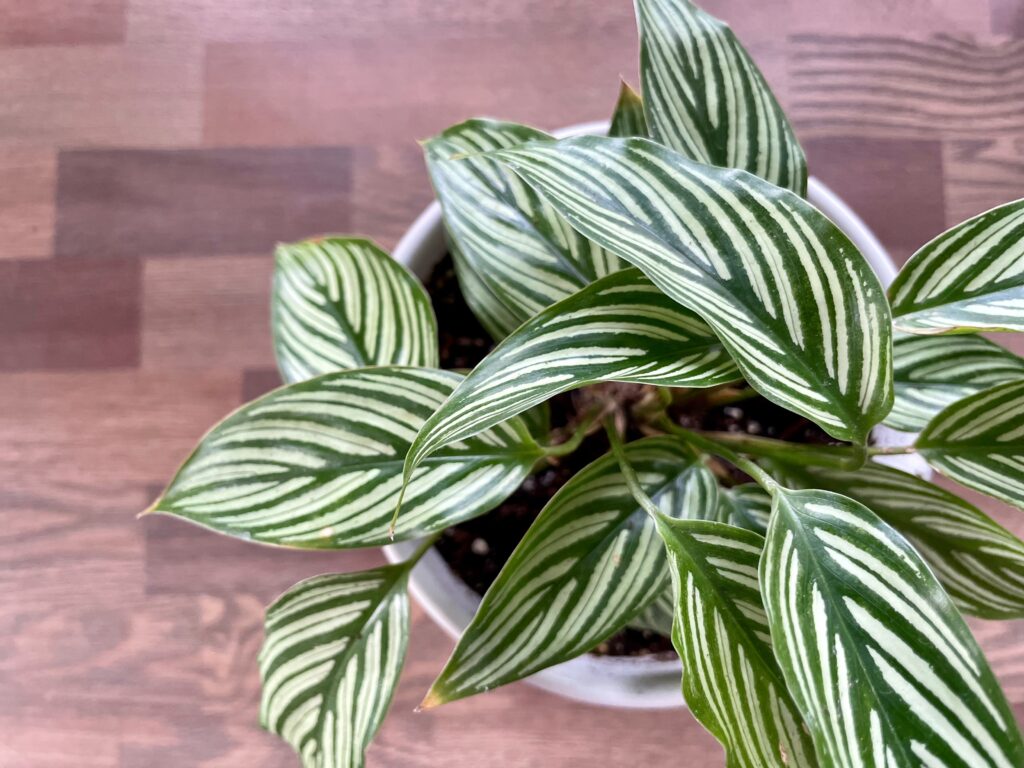 Calathea en pot