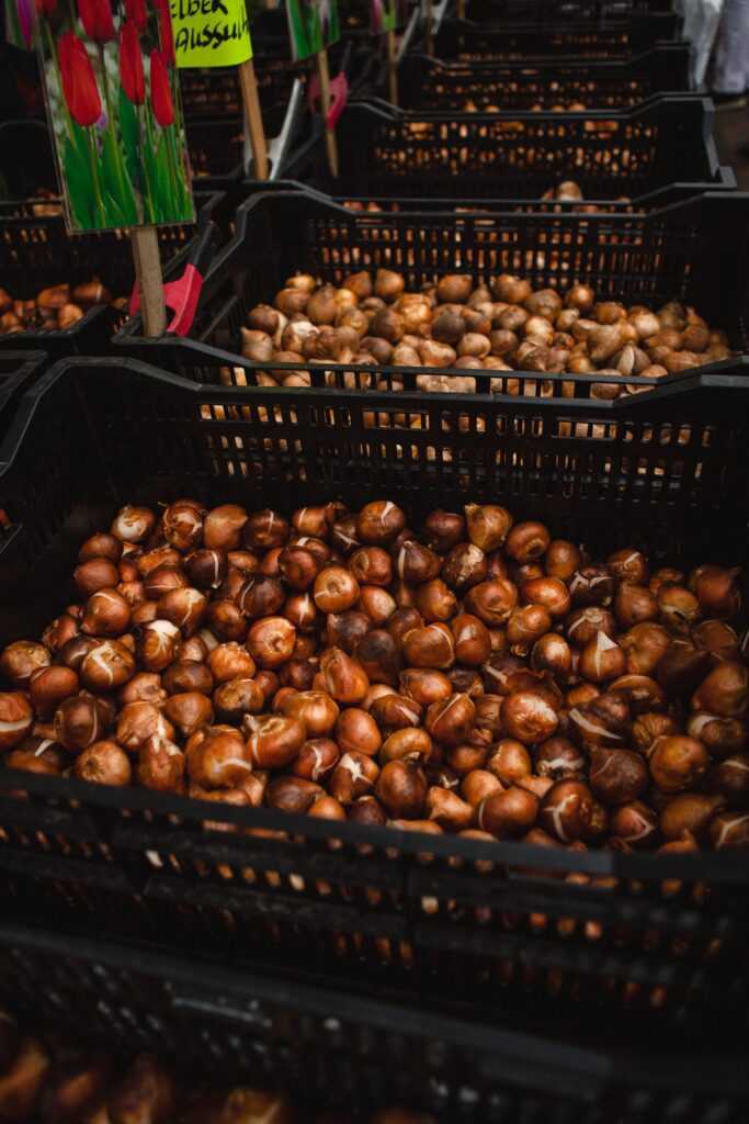 des bulbes de tulipes de grande taille dans un magasin de jardinage