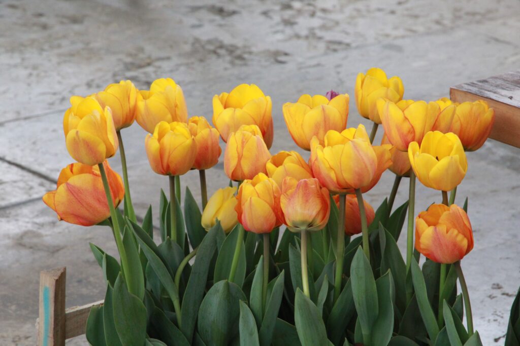 Des tulipes jaunes plantées en pot