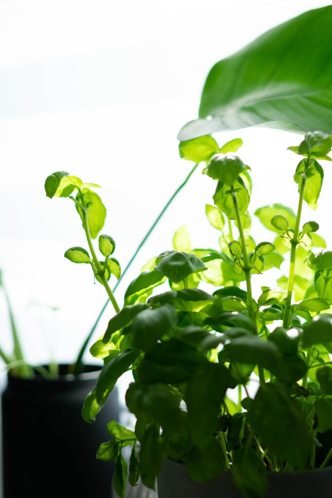 Du basilic en pot près d une fenêtre ensoleillée 