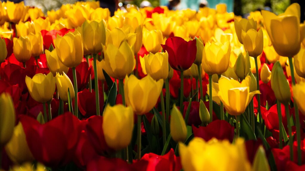 plantation des tulipes en pot
tulipes rouges et jaunes