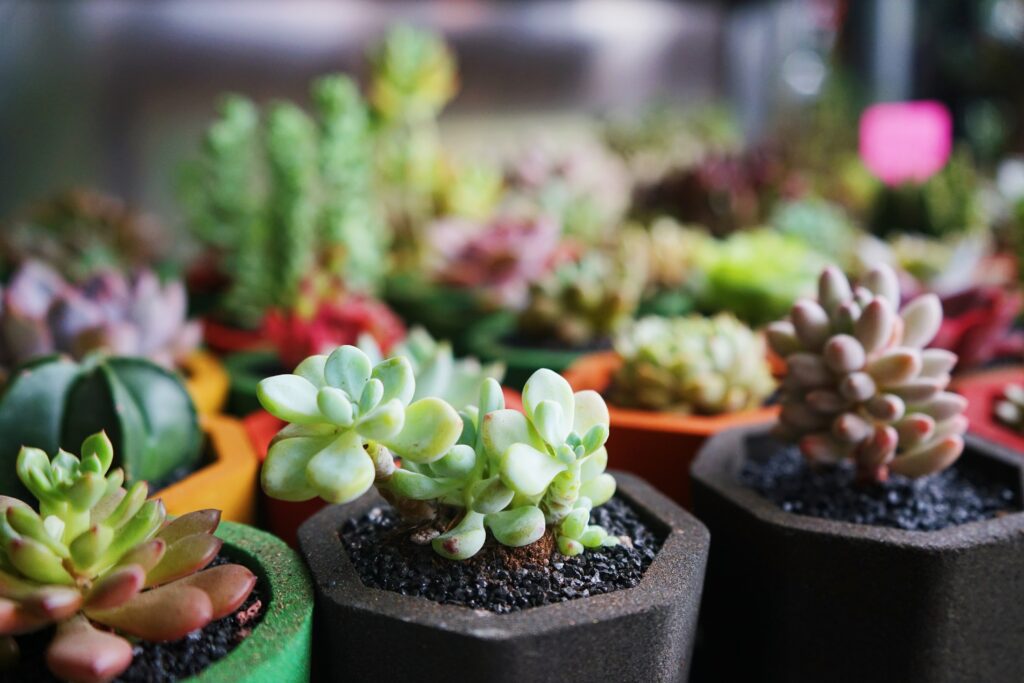 des succulents dans des petits pots