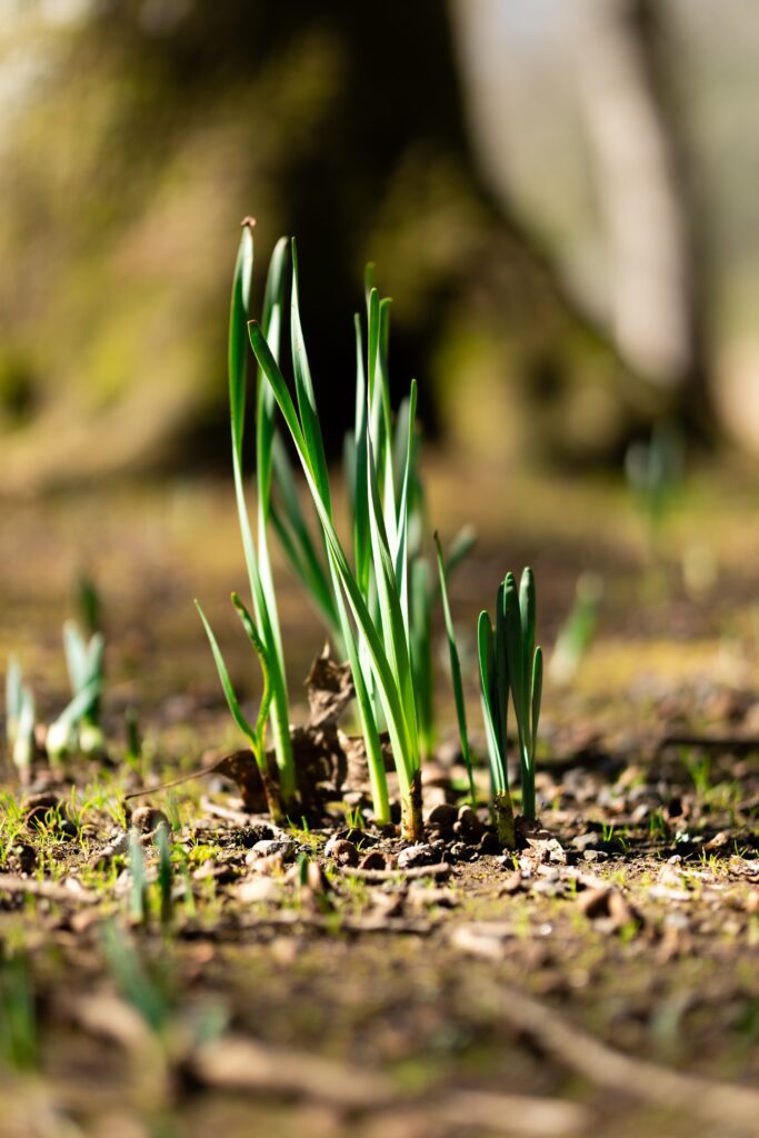 Plantation des poireaux : Comment réussir en 4 étapes