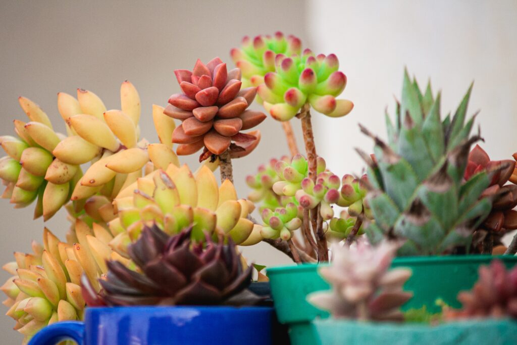 Entretien des succulentes : Les 3 clés de réussite