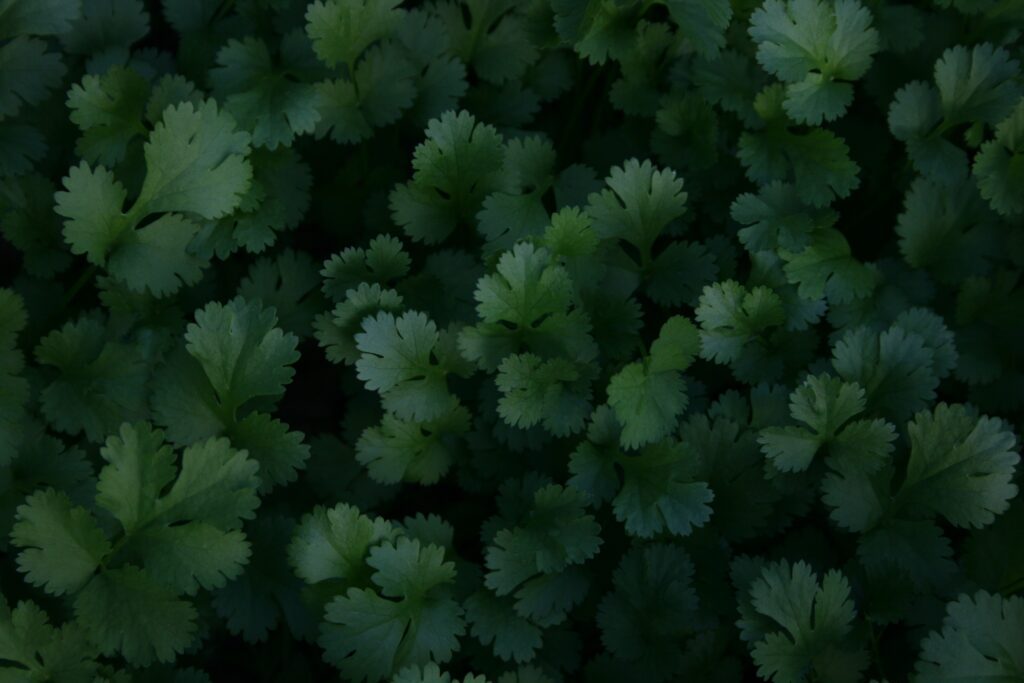 Planter la coriandre en pot