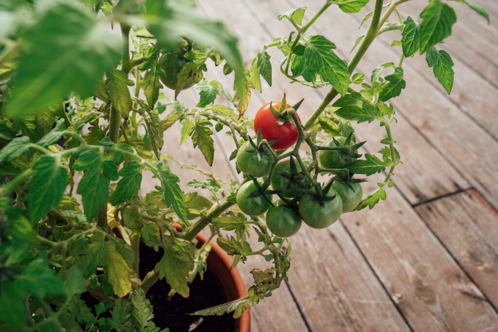 Planter de tomates en pot : réussir en 5 étapes