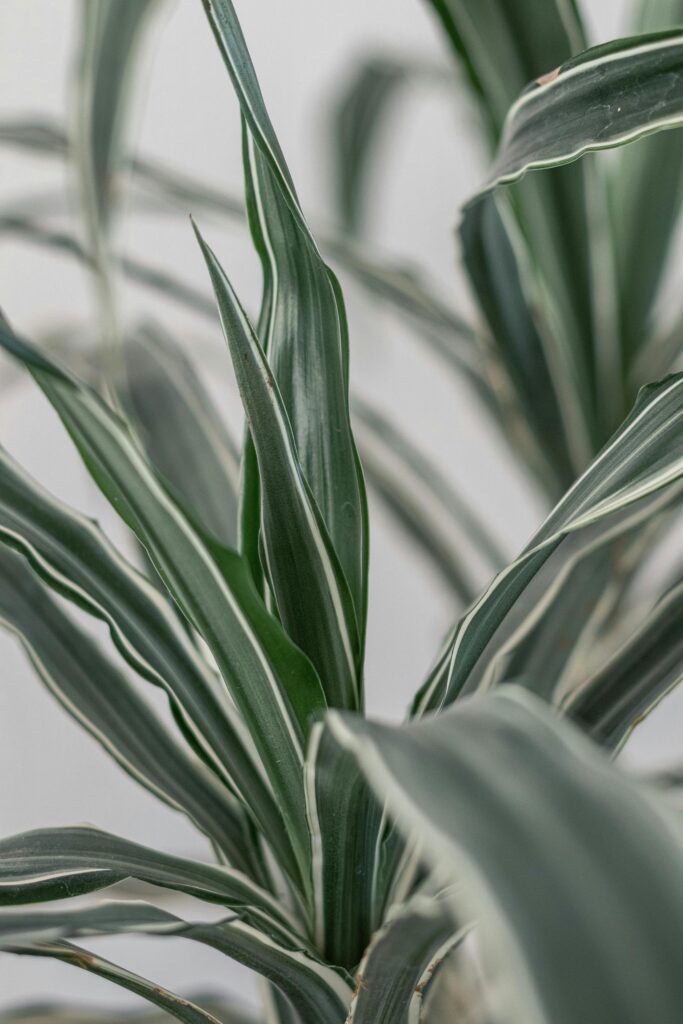 plantes qui absorbent l'humidité des murs 