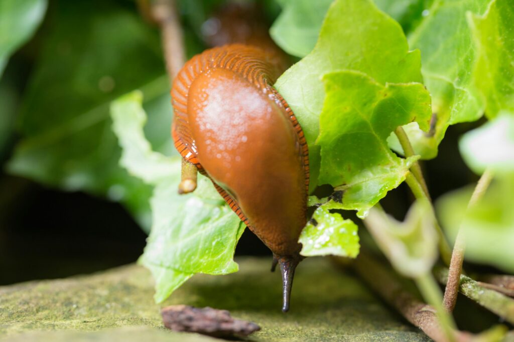 Limace au jardin