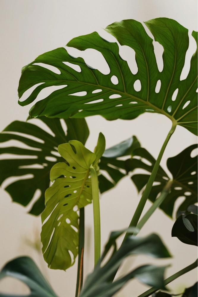 Bouture de monstera Monkey