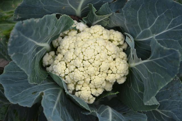 Planter les choux fleurs 