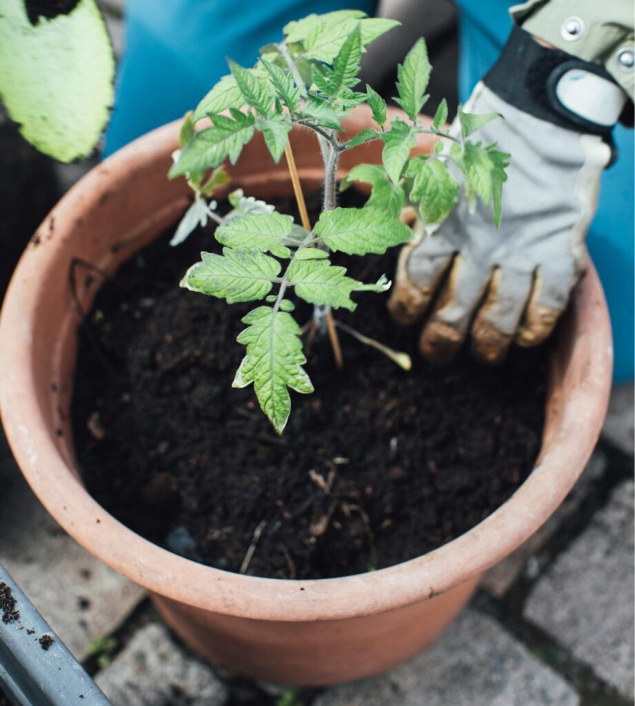 Comment choisir son pot de rempotage ?