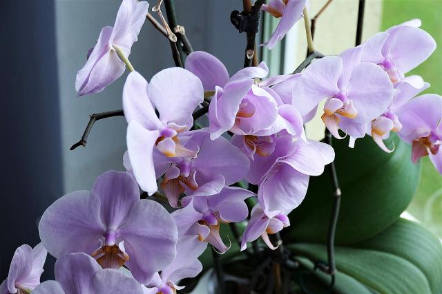 Comment entretenir une orchidée ?