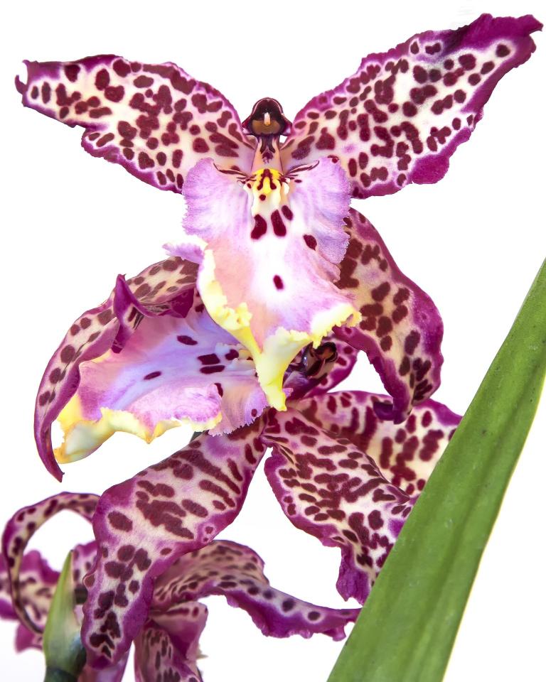 Variétés d'orchidées : 10 espèces d'exception pour vous