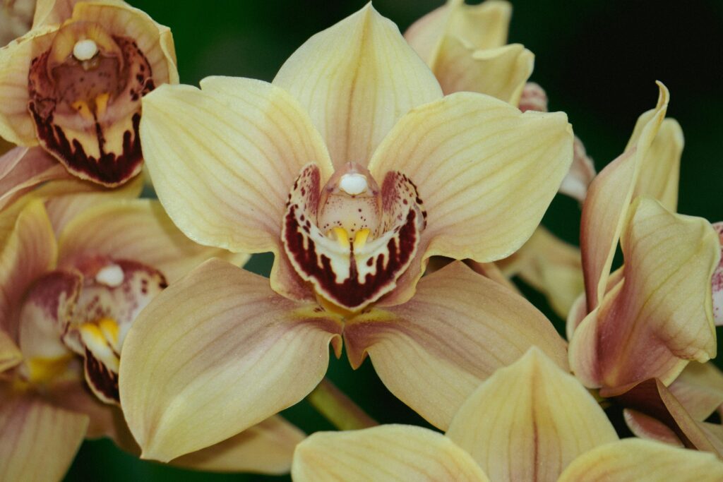 Variétés d'orchidées : 10 espèces d'exception pour vous