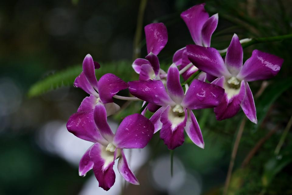 Variétés d'orchidées : 10 espèces d'exception pour vous