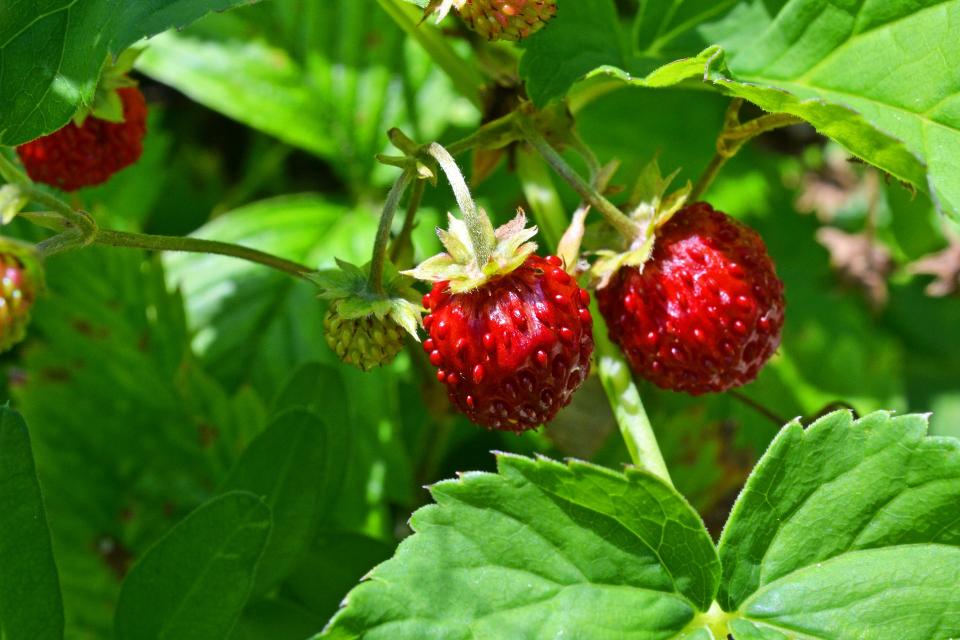 Que planter en juin ? Fraises