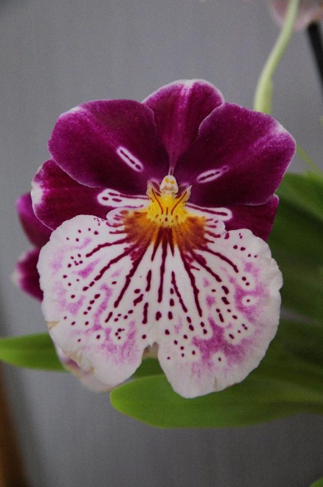 Variétés d'orchidées : 10 espèces d'exception pour vous