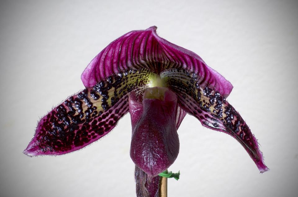 Variétés d'orchidées : 10 espèces d'exception pour vous