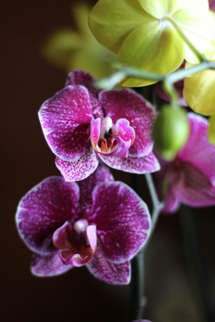 Variétés d'orchidées : 10 espèces d'exception pour vous