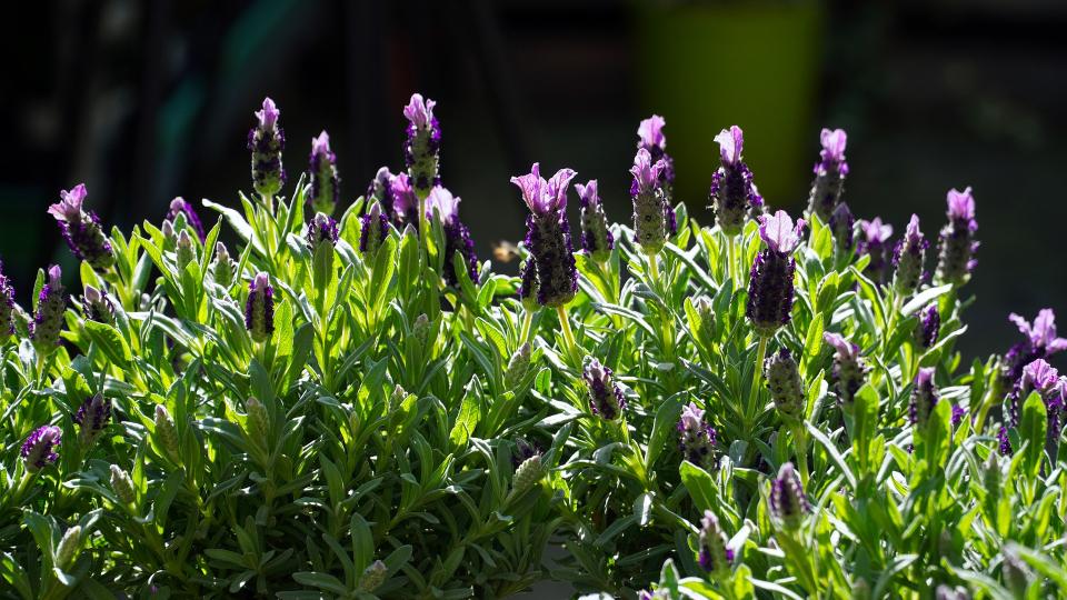 Planter de la lavande en pot