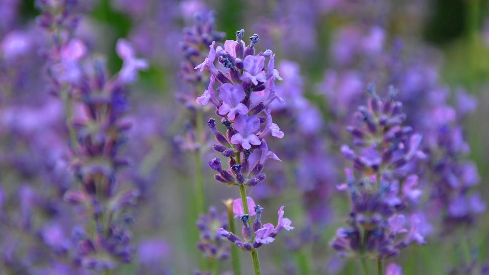 Planter de la lavande en pot