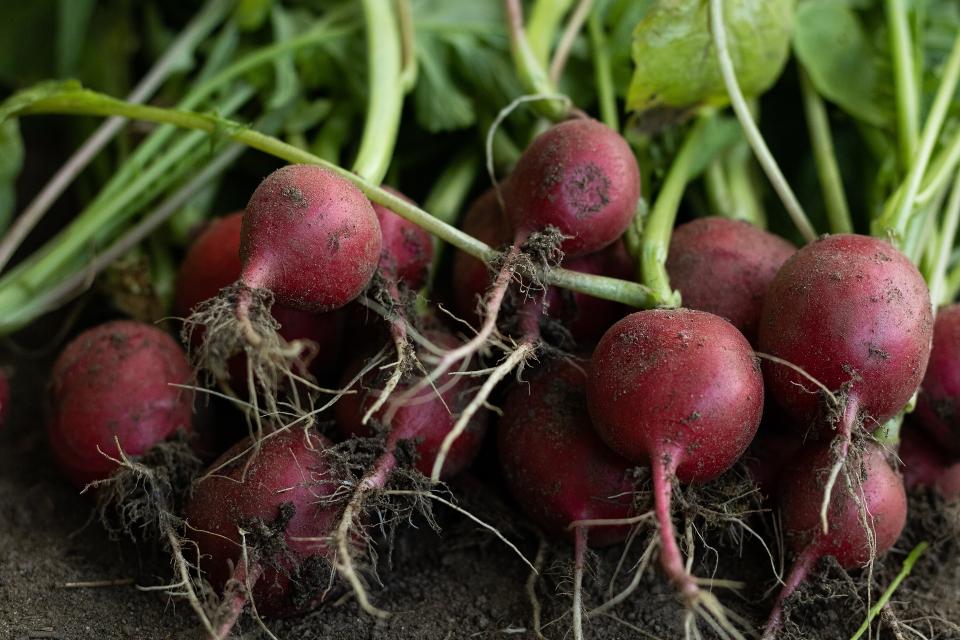 garden-radish-7300877_1920