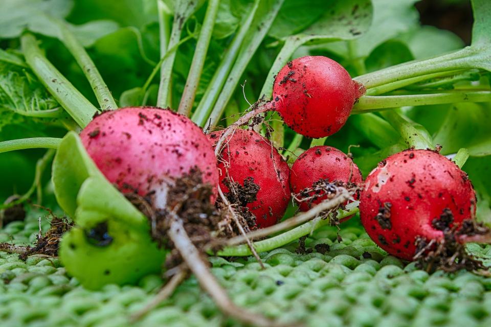 Comment planter des radis ?