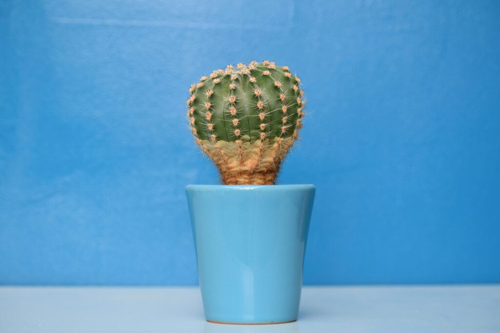 Cactus ---