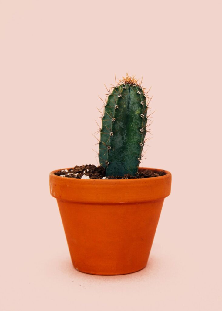 Comment sauver un cactus trop arrosé ? 