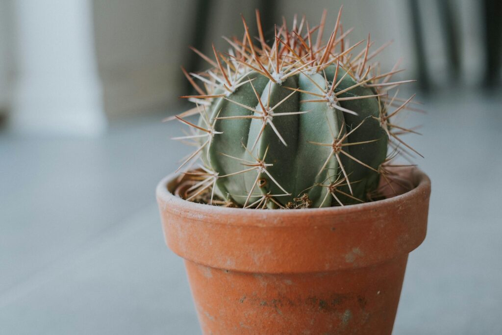 Comment sauver un cactus trop arrosé ?