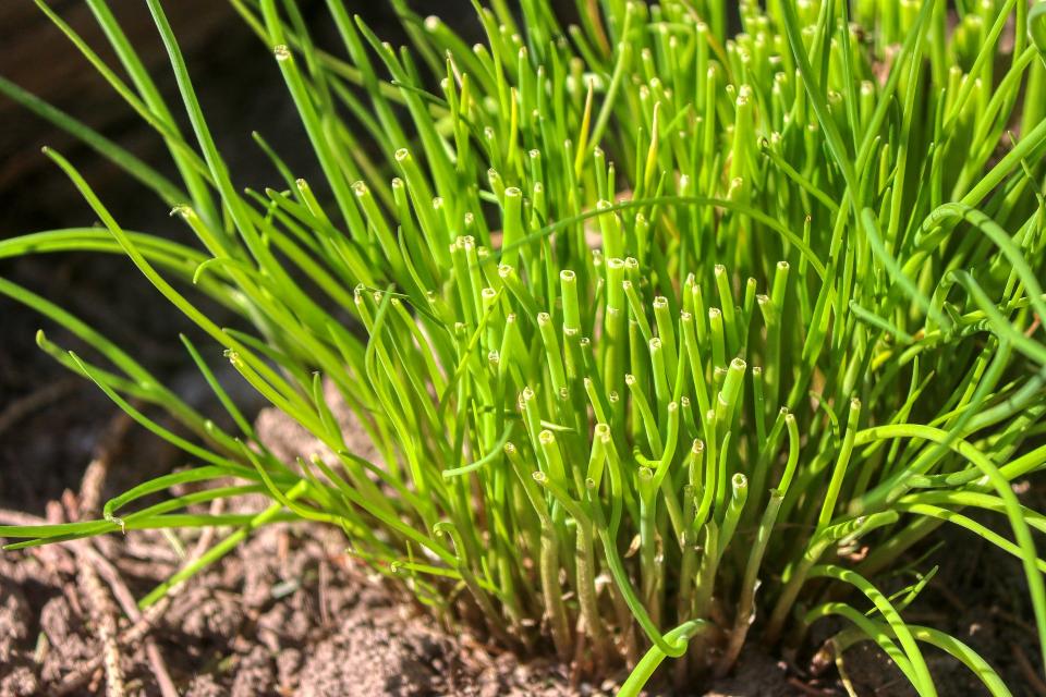 Cultiver la ciboulette en pot pour un coin de saveur