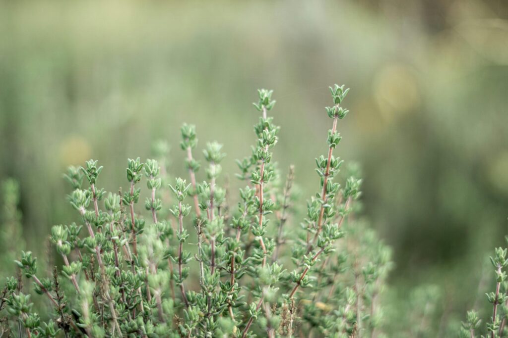 Planter du thym en pot : comment réussir en 3 étapes