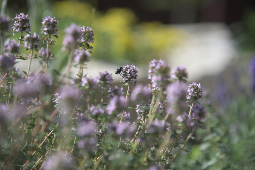 Planter du thym en pot : comment réussir en 3 étapes