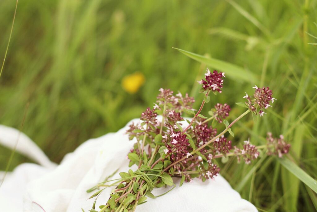 Planter du thym en pot : comment réussir en 3 étapes