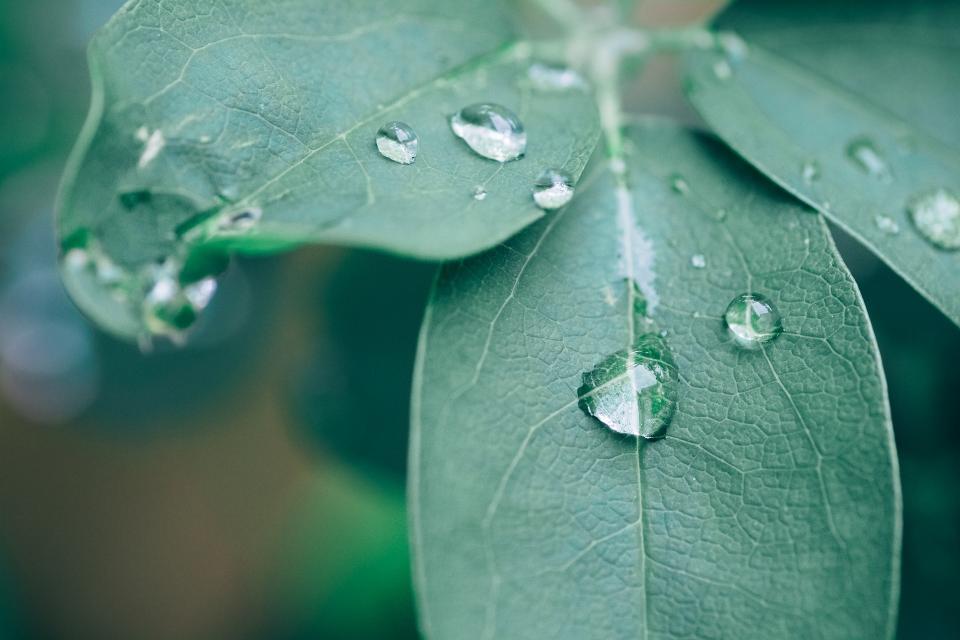 Comment nettoyer les feuilles des plantes vertes ? 