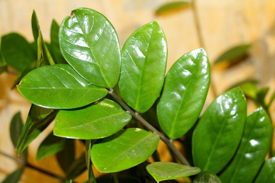 feuilles vertes de la plante Zamioculcas