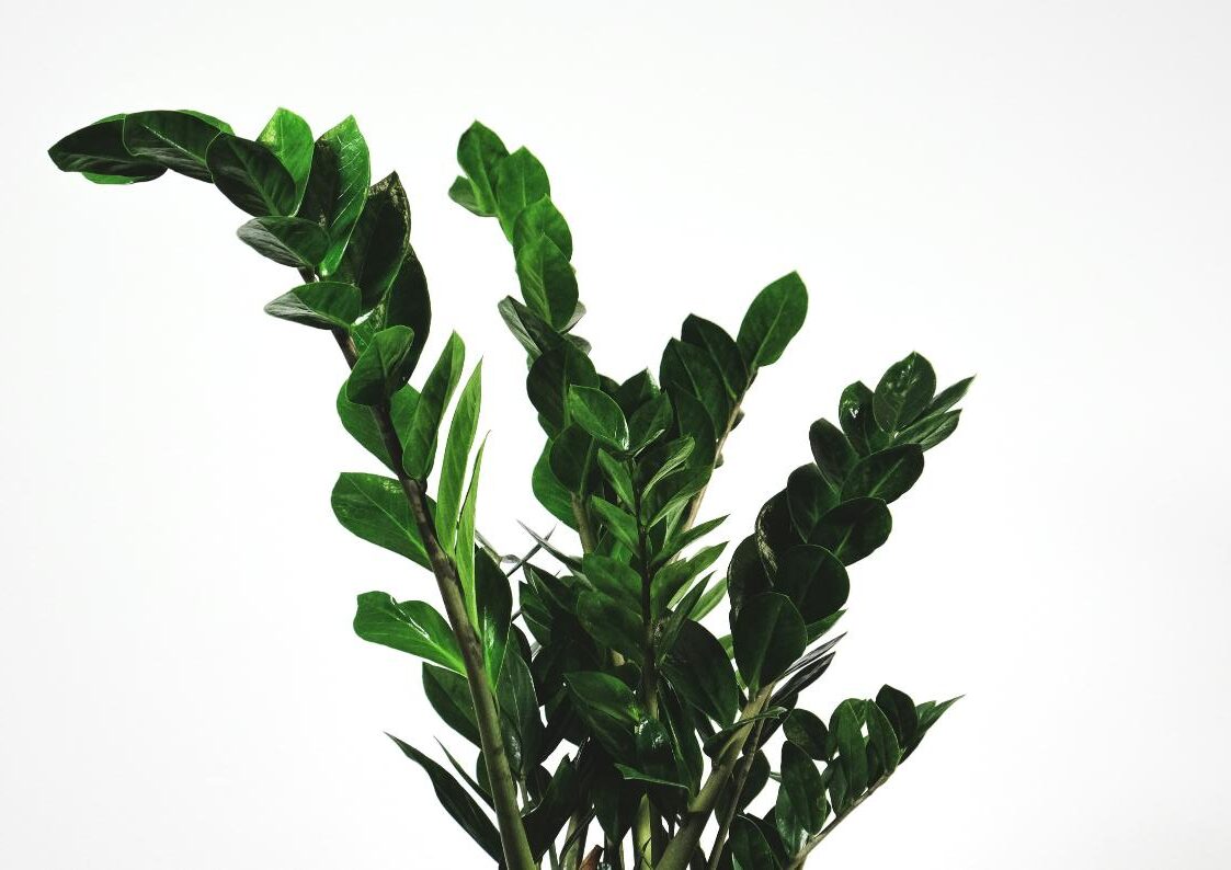 Zamioculcas