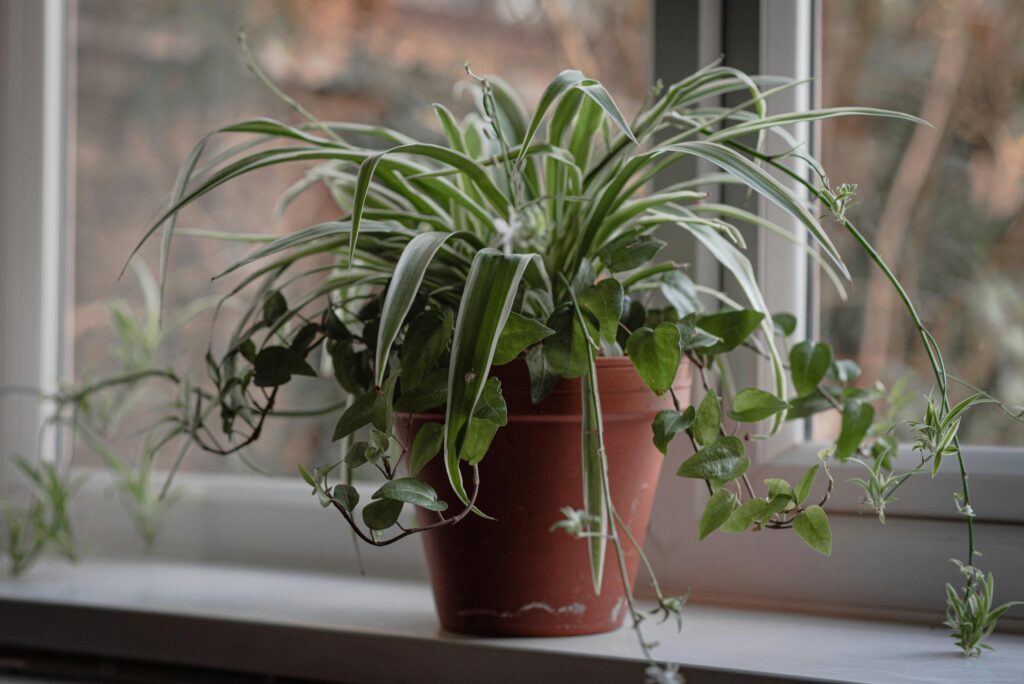 Plante araignée : astuces simples pour un intérieur vert