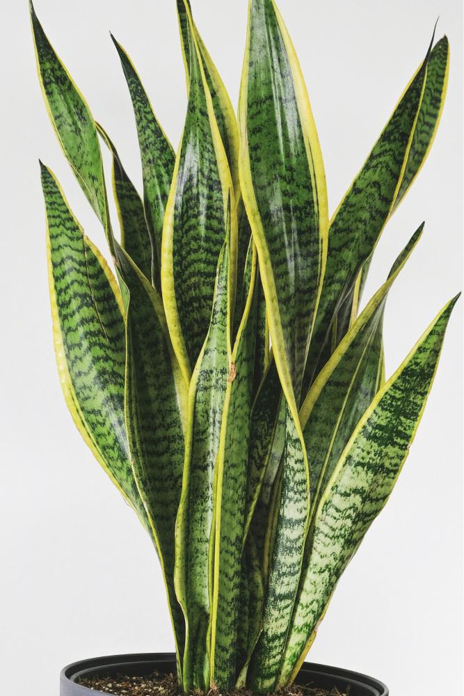 Sansevieria-