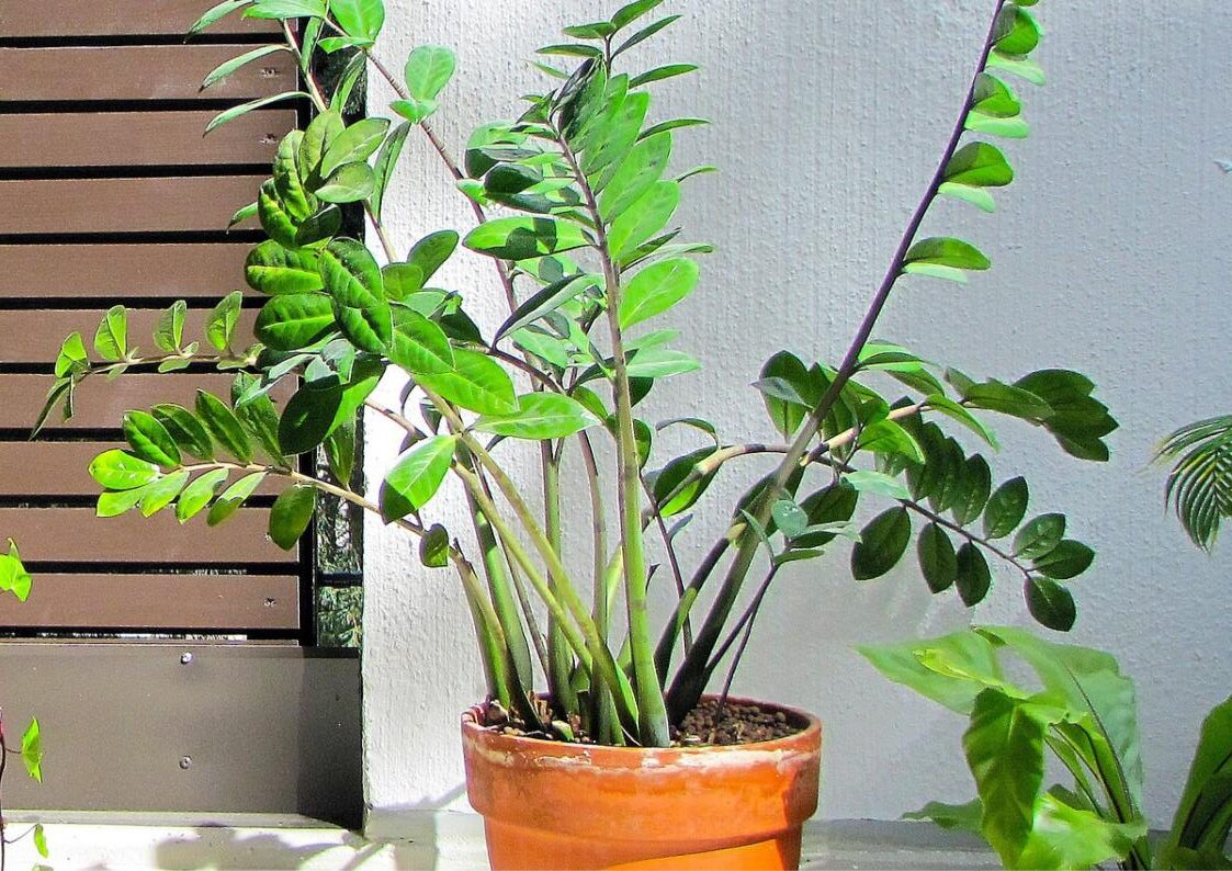 Zamioculcas en pot