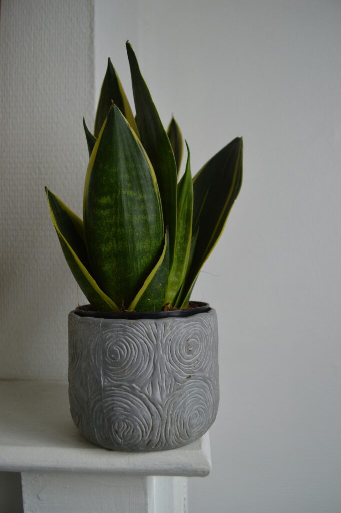 Sansevieria verte en pot