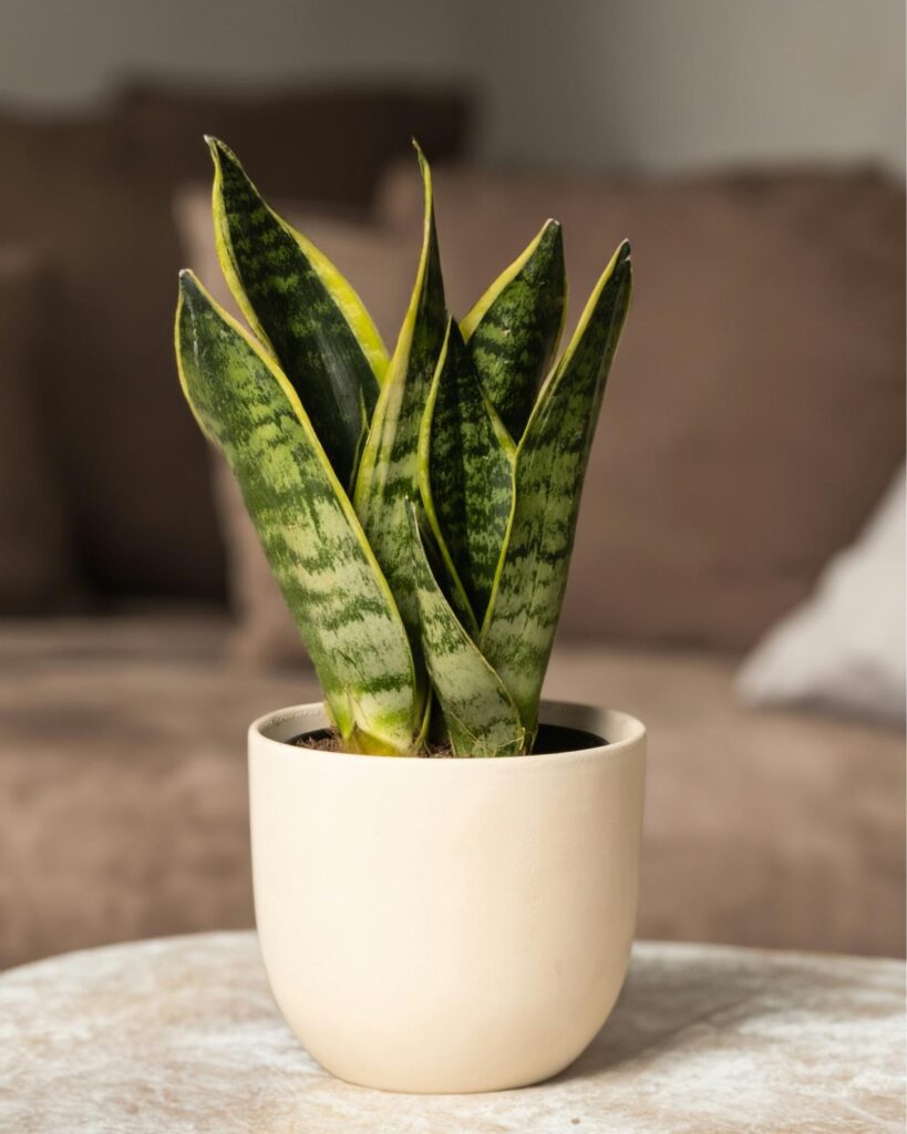 Sansevieria en pot