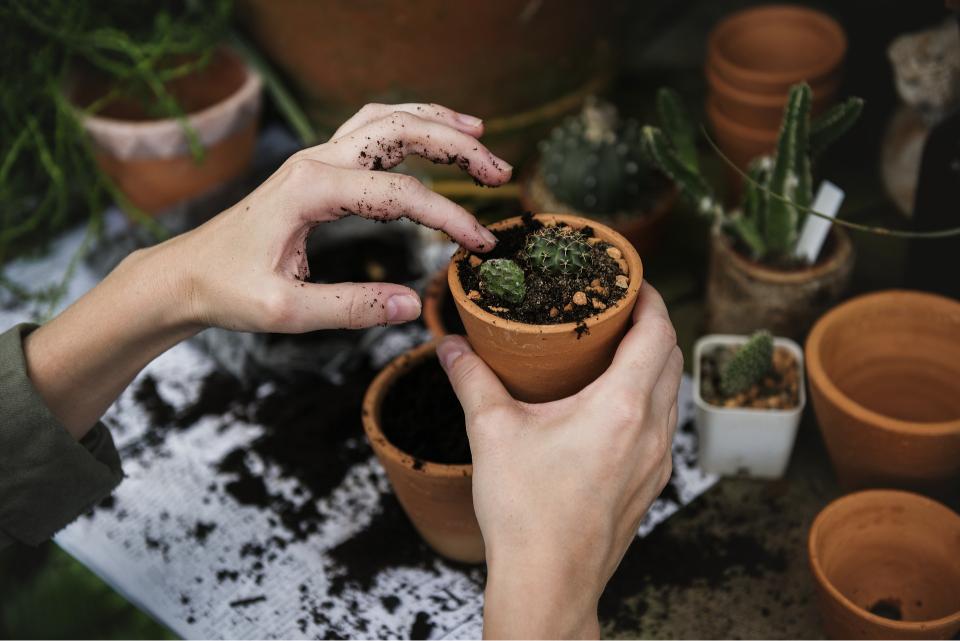 Jardin en pot 