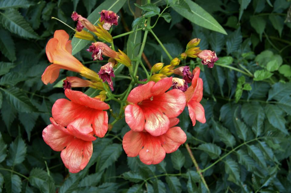 plantes grimpantes persistantes avec fleurs 