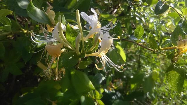 plantes grimpantes persistantes